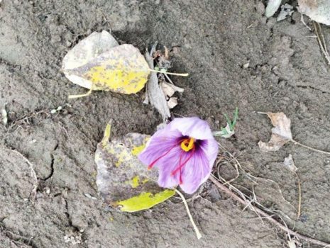 کشت طلای سرخ در روستای کرتای خوی کشت طلای سرخ در روستای کرتای خوی