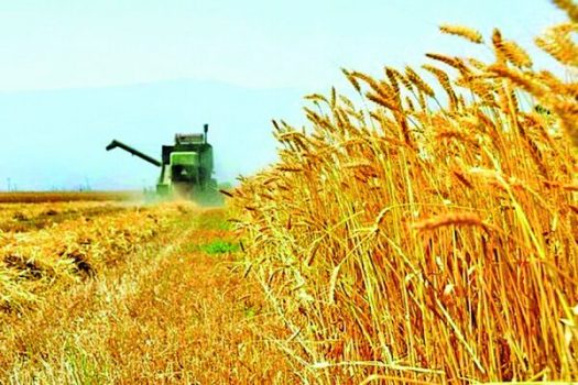 زیرکشت 48 هزار هکتار اراضی در خوی زیرکشت ۴۸ هزار هکتار اراضی در خوی
