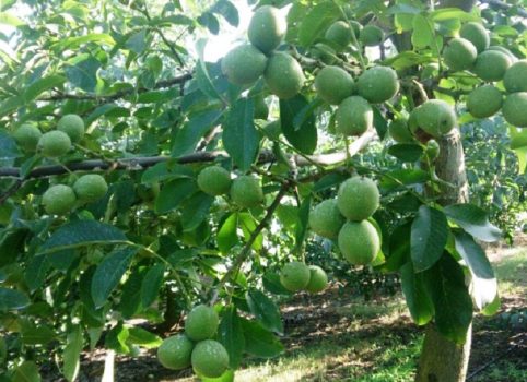 مطالعات احداث باغ گردوی ۱۳ هکتاری در تکیه حضرت ابوالفضل(ع) چایپاره انجام شد مطالعات احداث باغ گردوی ۱۳ هکتاری در تکیه حضرت ابوالفضل(ع) چایپاره انجام شد