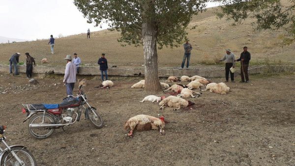 تلف شدن ۳۰ راس گوسفند در روستای کلوانس بخش صفائیه خوی تلف شدن ۳۰ راس گوسفند در روستای کلوانس بخش صفائیه خوی