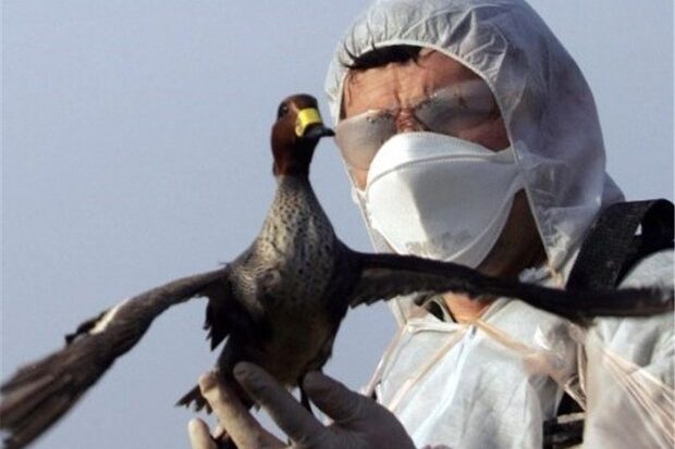موردی از بیماری فوق حاد پرندگان درآذربایجان غربی مشاهده نشد