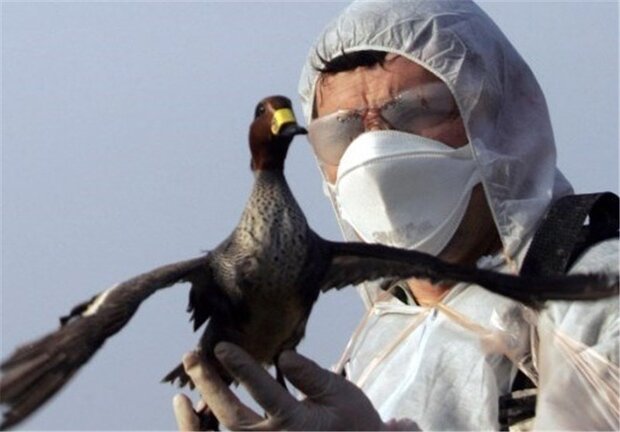 موردی از بیماری فوق حاد پرندگان درآذربایجان غربی مشاهده نشد