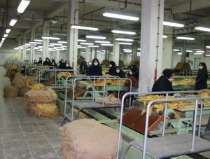 دخانیات خوی در مسیر خاموشی؛