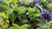 تقویت کلیه‌ها و کبد با گیاهان دارویی