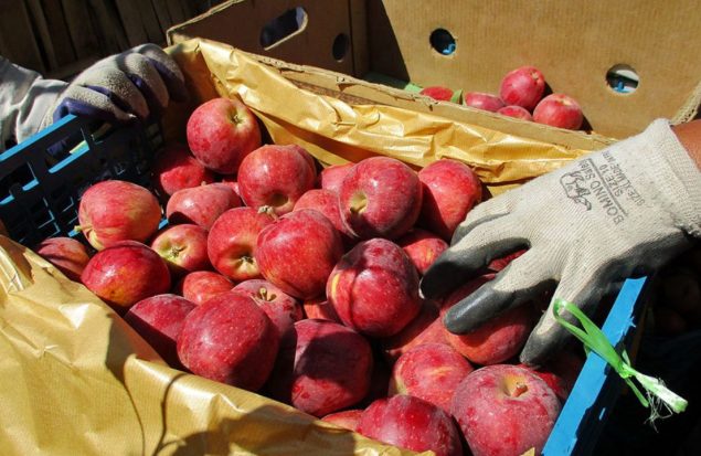 ذخیره سازی ۵۰۰ هزار تن سیب در سردخانه های آذربایجان غربی