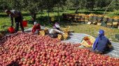 ۱۷ هزار تن سیب صنعتی در آذربایجان غربی خریداری شد