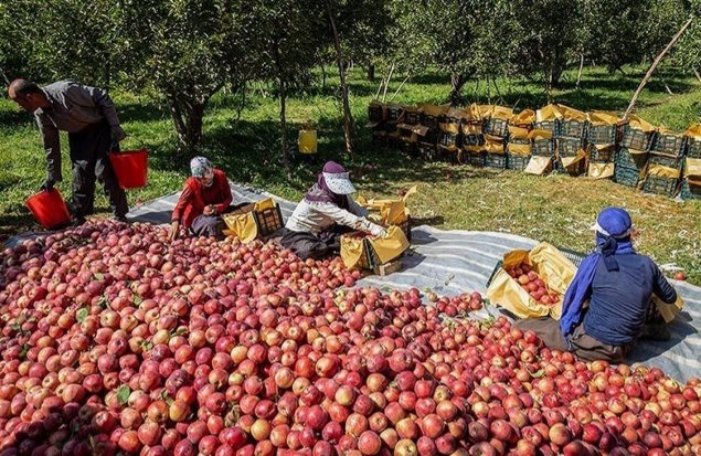 ۱۷ هزار تن سیب صنعتی در آذربایجان غربی خریداری شد