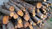 کشف بیش از ۲۳۷ تن چوب قاچاق در آذربایجان غربی