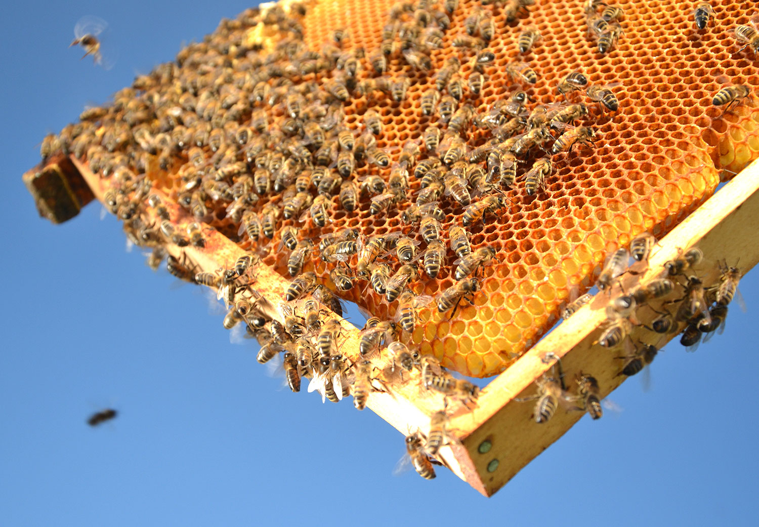 خوی قطب نخست تولید عسل در کشور؛